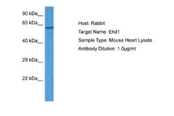EHD1 Antibody, Novus Biologicals 100 &mu;L; Unconjugated:Antibodies, Polyclonal